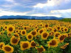 바람이 불어오면