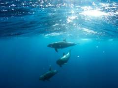 아환/XY/불명/인어