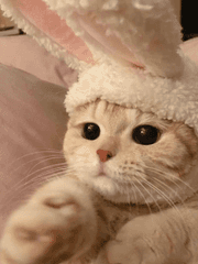 참으로 평범한 정남매ㅎ 시리즈 