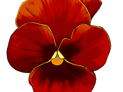 [무료소재] 팬지브러쉬 4종