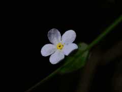 윤가혁 / 男 / 퇴마사