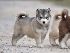 중종들 속 나 혼자