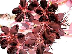 매화 나무에 꽃이 피어오르면,