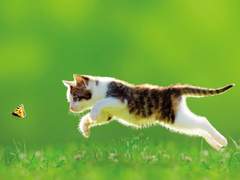 고영우 [高景友]