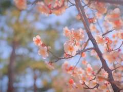 루미에르 E. 바이엘│XX│12│후작│마법