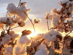 데이즐 더스크에 관한 어떤 기록