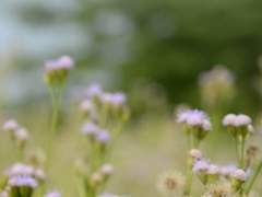 루이델 아마르 / XY / 평민