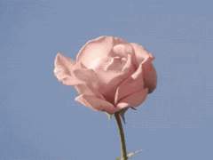 사랑 구절을 하나 둘 엮어 꽃다발을 만들자.