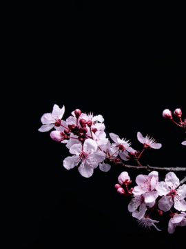 [전독시X화산귀환] 멸망한 세계에서 피어난 매화