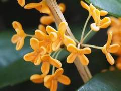 [낌면] Femme fatale 1