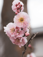 화산귀환 2차 창작