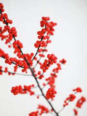 셀리아의 이야기