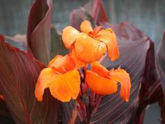 I met you as an enemy, but I respect you