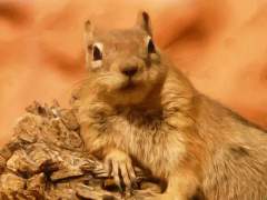 피터 폴 포니아 실베스터 ◈ 2학년 ◈ 여성