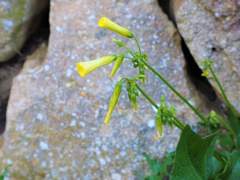 [검은태양[지혁제이]꽃담배