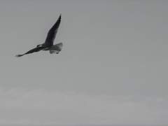 ℱ𝓁ℴ𝓇ℯ𝓃𝓉 𝒹ℯ 𝒪𝓇𝓉ℯℊ𝒶