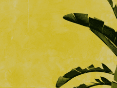 물빛, 해바라기, 꽃잎 -09