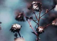 꼭 다문 꽃봉오리의 얼룩