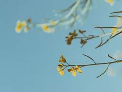 윤다미 26 하늘다람쥐 제2바이올린