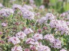 황금빛 밀밭 위의