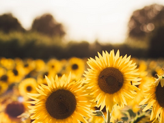 <여름> 보이지 않는 것을 이해하는 방법 下