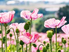 햇빛을 가린 비구름과 분홍빛 꽃