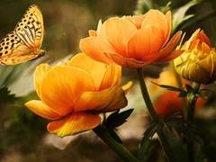 [외전] 내 마음에 핀 꽃