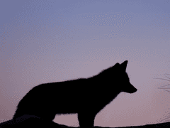 나의 특별한 동거인들 12