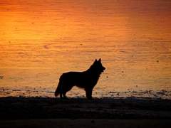 [헤르메스+아젬]개와 늑대의 시간