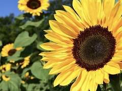 토미사카 슈이｜女｜3학년