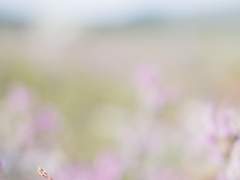 이후의 이야기,