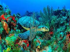 천국의 섬 Isla Mujeres로의 여행