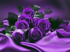 Sadie Evangeline : XX