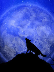 달이 비추는 길