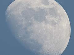 Dear. Adam Bibiane Gray