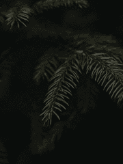 미완의 스핑크스