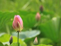 분홍빛 꽃망울이 나뭇가지에 앉는 순간