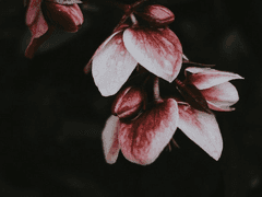 그대 관을 열고 나오너라 上