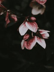 탐정 아가씨와 나의 사건 일지