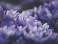 [게토고죠] 도원경