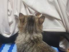 나타가 나타났다! 나타커미션