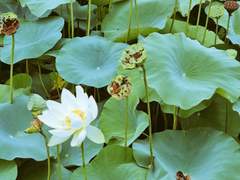 버 하는 이야기