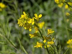 이 해솔/XX/외부자/인간