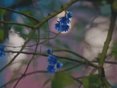 메마른 나무의 첫 잎은