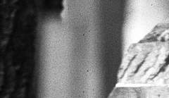 하염없이 주는 나무