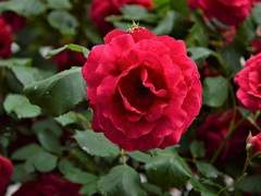 필요없다고 말해줘요