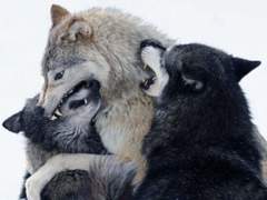 내가 늑대를 한 마리 키우는데 04