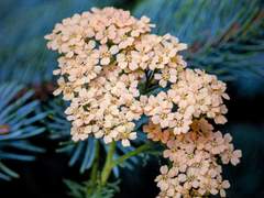 꽃 망울을 바라보며