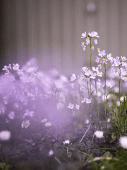 피에타 M. 플럼블러쉬