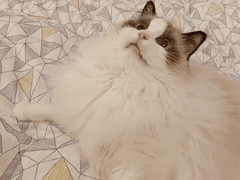 쥬비뚜비일기 24화